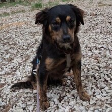 PHIEBY, Hund, Mischlingshund in Portugal - Bild 1