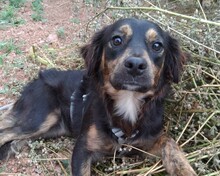 PHIEBY, Hund, Mischlingshund in Portugal - Bild 2