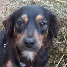 PHIEBY, Hund, Mischlingshund in Portugal - Bild 3