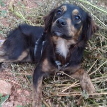 PHIEBY, Hund, Mischlingshund in Portugal - Bild 4