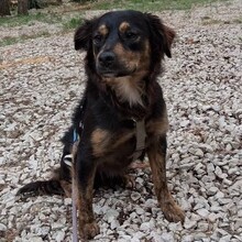 PHIEBY, Hund, Mischlingshund in Portugal - Bild 5