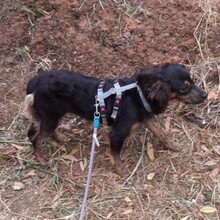 PHIEBY, Hund, Mischlingshund in Portugal - Bild 6