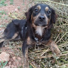 PHIEBY, Hund, Mischlingshund in Portugal - Bild 7
