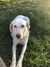 DOLPHA, Hund, Mischlingshund in Rumänien - Bild 1