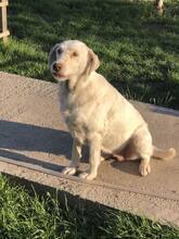 DOLPHA, Hund, Mischlingshund in Rumänien - Bild 2
