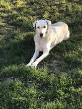DOLPHA, Hund, Mischlingshund in Rumänien - Bild 5