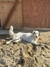 ZANA, Hund, Mischlingshund in Rumänien - Bild 1