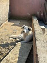 ZANA, Hund, Mischlingshund in Rumänien - Bild 2