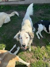 ZANA, Hund, Mischlingshund in Rumänien - Bild 3