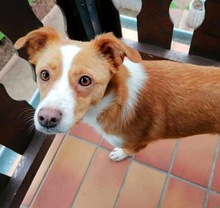 CALISSY, Hund, Mischlingshund in Mechernich - Bild 1