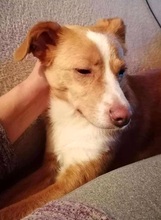 CALISSY, Hund, Mischlingshund in Mechernich - Bild 2