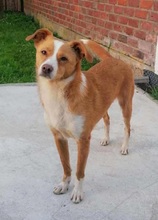 CALISSY, Hund, Mischlingshund in Mechernich - Bild 4
