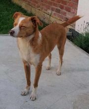 CALISSY, Hund, Mischlingshund in Mechernich - Bild 5