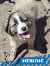 HERBIE, Hund, HSH-Mischling in Bulgarien - Bild 1