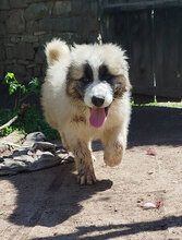 HERBIE, Hund, HSH-Mischling in Bulgarien - Bild 2