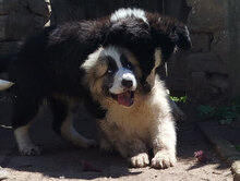 HERBIE, Hund, HSH-Mischling in Bulgarien - Bild 3