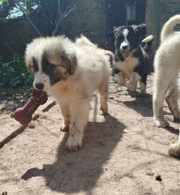 HERBIE, Hund, HSH-Mischling in Bulgarien - Bild 4