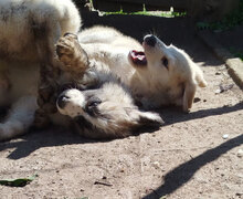 HERBIE, Hund, HSH-Mischling in Bulgarien - Bild 5