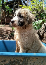 HERBIE, Hund, HSH-Mischling in Bulgarien - Bild 6