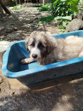 HERBIE, Hund, HSH-Mischling in Bulgarien - Bild 7
