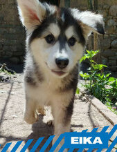 EIKA, Hund, HSH-Mischling in Bulgarien - Bild 1