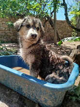 EIKA, Hund, HSH-Mischling in Bulgarien - Bild 2