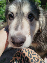 EIKA, Hund, HSH-Mischling in Bulgarien - Bild 3
