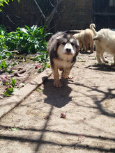 EIKA, Hund, HSH-Mischling in Bulgarien - Bild 4
