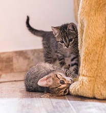 LINA, Katze, Europäisch Kurzhaar in Spanien - Bild 1