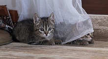 LINA, Katze, Europäisch Kurzhaar in Spanien - Bild 10