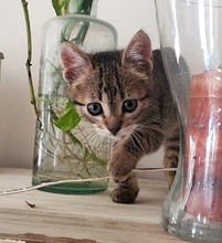 LINA, Katze, Europäisch Kurzhaar in Spanien - Bild 11