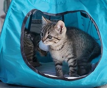 LINA, Katze, Europäisch Kurzhaar in Spanien - Bild 13