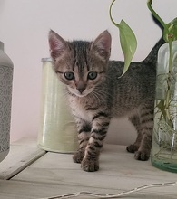 LINA, Katze, Europäisch Kurzhaar in Spanien - Bild 14