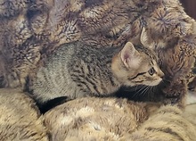 LINA, Katze, Europäisch Kurzhaar in Spanien - Bild 16