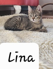 LINA, Katze, Europäisch Kurzhaar in Spanien - Bild 2