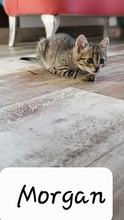 LINA, Katze, Europäisch Kurzhaar in Spanien - Bild 3