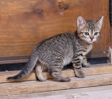 LINA, Katze, Europäisch Kurzhaar in Spanien - Bild 4