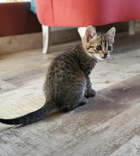LINA, Katze, Europäisch Kurzhaar in Spanien - Bild 5