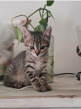 LINA, Katze, Europäisch Kurzhaar in Spanien - Bild 6