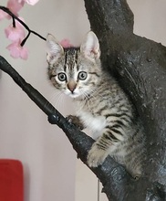 LINA, Katze, Europäisch Kurzhaar in Spanien - Bild 8