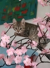 LINA, Katze, Europäisch Kurzhaar in Spanien - Bild 9