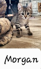 MORGAN, Katze, Europäisch Kurzhaar in Spanien - Bild 2