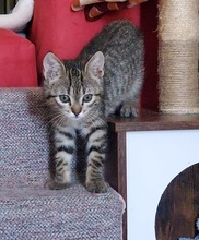 MORGAN, Katze, Europäisch Kurzhaar in Spanien - Bild 8