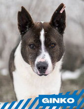GINKO, Hund, Mischlingshund in Bulgarien - Bild 1