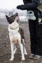 GINKO, Hund, Mischlingshund in Bulgarien - Bild 2