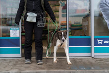 GINKO, Hund, Mischlingshund in Bulgarien - Bild 4