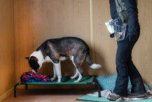 GINKO, Hund, Mischlingshund in Bulgarien - Bild 7