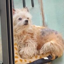 CHIWI, Hund, Mischlingshund in Spanien - Bild 1