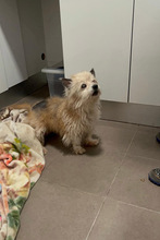 CHIWI, Hund, Mischlingshund in Spanien - Bild 3