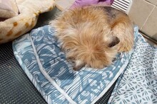CHIWI, Hund, Mischlingshund in Spanien - Bild 4